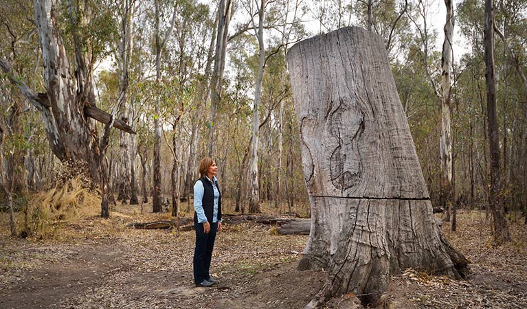 Woman observes red gum logging, Murray Valley National Park. Photo: Gavin Hansford