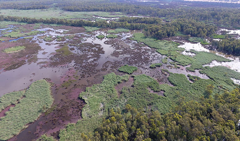 Aerial of wetlands in Murray Valley Regional Park. Photo: David Croft/DPIE
