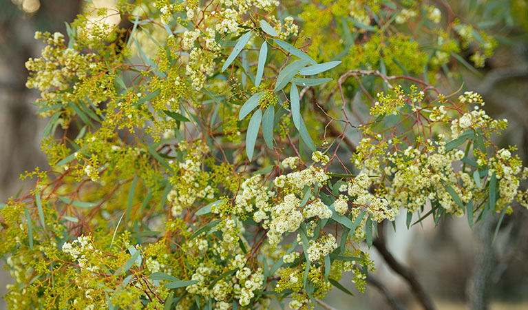 Eucalyptus (Eucalyptus L'Her.), Murrumbidgee Valley National Park. Photo: Gavin Hansford