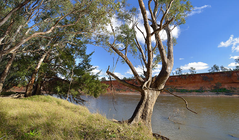 Koala Reserve, Murrumbidgee Valley National Park. Photo: Gavin Hansford