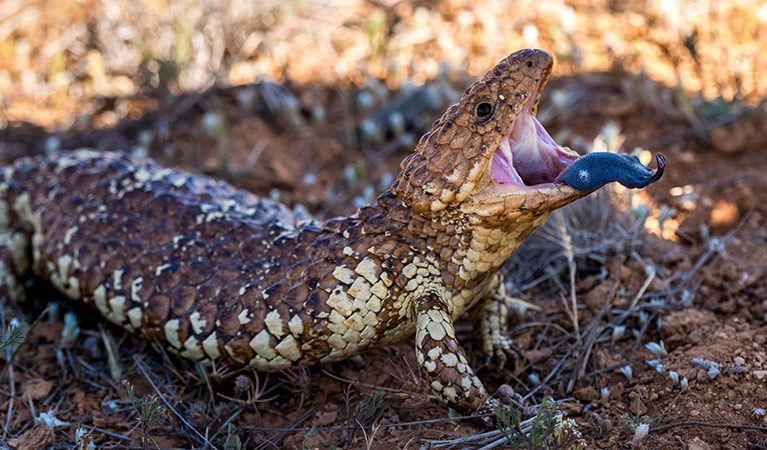 Mutawintji National Park. Photo: John Spencer