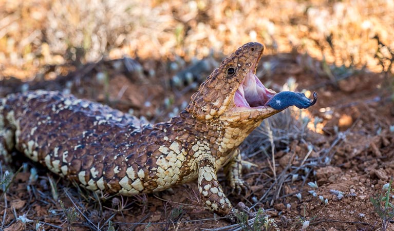 Bobtail (Tiliqua rugosa), Mutawintji National Park. Photo: John Spencer