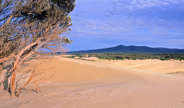 Cape Howe dunes, Nadgee Nature Reserve. Photo: John Ford