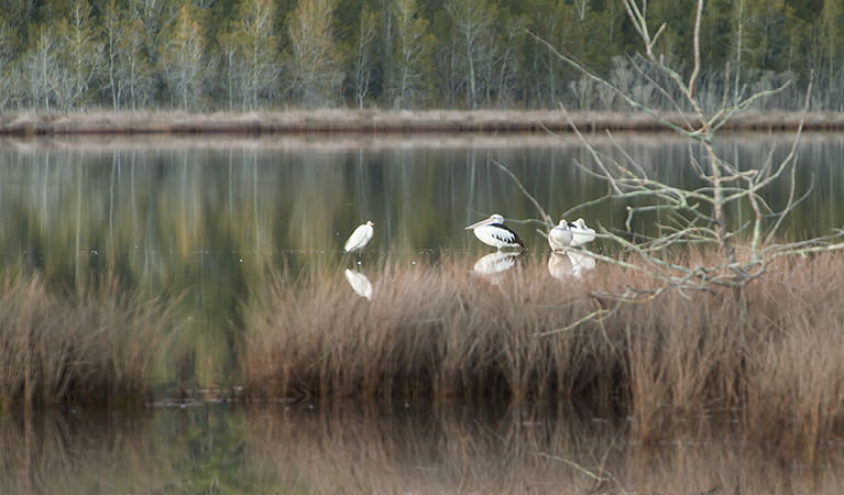 Pelicans (Pelecanus), Narrawallee Creek Nature. Photo: Michael van Ewijk