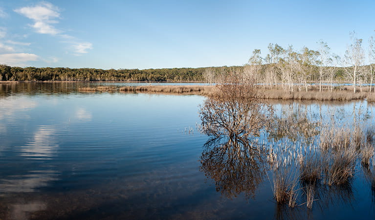 Pattimores Lagoon, Narrawallee Nature Reserve. Photo: Michael van Ewijk