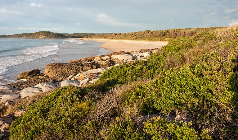 Views along Burrawang track, Narrawallee Nature Reserve. Photo: Michael van Ewijk