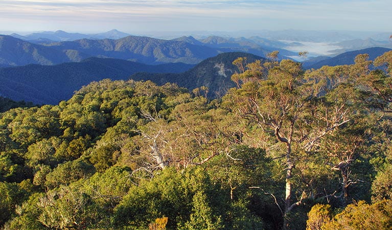 Point lookout, New England National Park. Photo: Shane Ruming