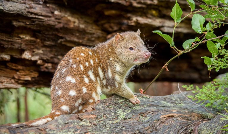Spotted-tailed Quoll (Dasyurus maculatus), New England National Park. Photo: Jim Evans