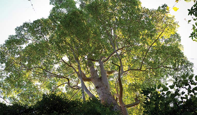 Cedar Park picnic area, Ngaamba Nature Reserve. Photo: Rob Cleary