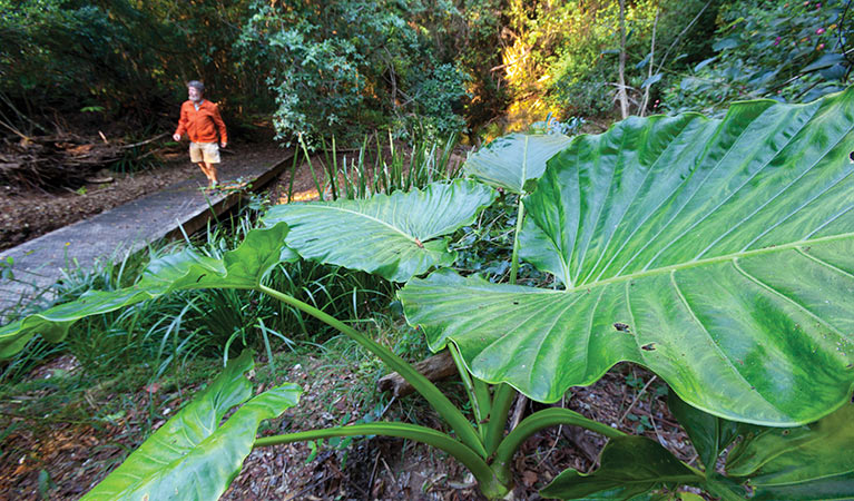 Cedar Park picnic area, Ngaamba Nature Reserve. Photo: Rob Cleary