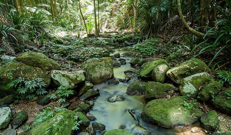 Rainforest creek flowing through Nightcap National Park. Photo: John Spencer