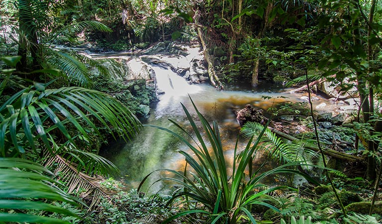 Rainforest creek flowing through Nightcap National Park. Photo: John Spencer