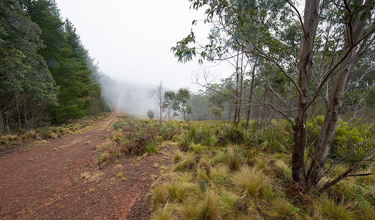 Local vegetation, Nowendoc National Park. Photo: John Spencer