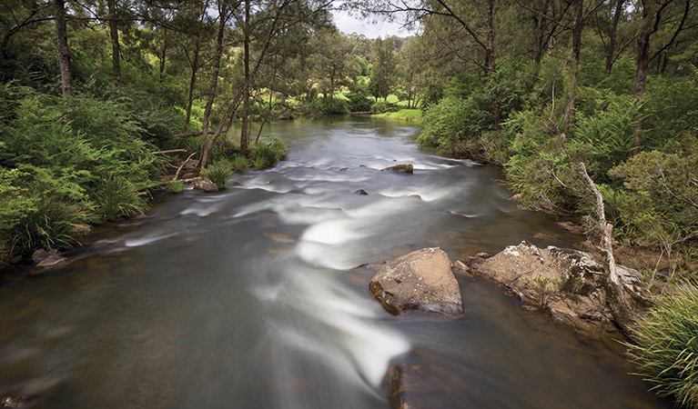 Moonpar Forest drive, Nymboi-Binderay National Park. Photo: Rob Cleary