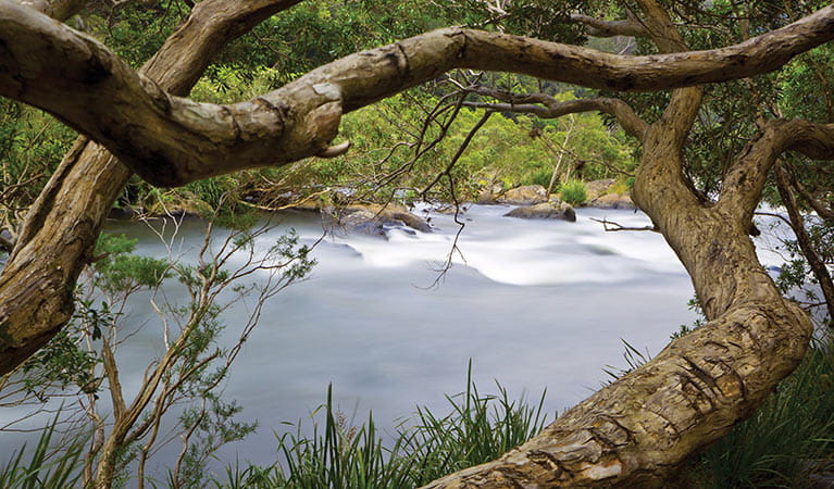 A river through the trees in Nymboi-Binderay National Park. Photo: Rob Cleary