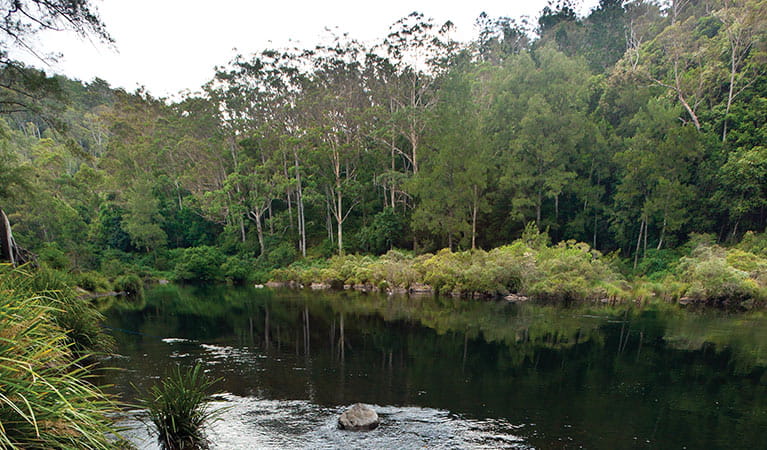 Forest reflecting in the river, Nymboi-Binderay National Park. Photo: Rob Cleary