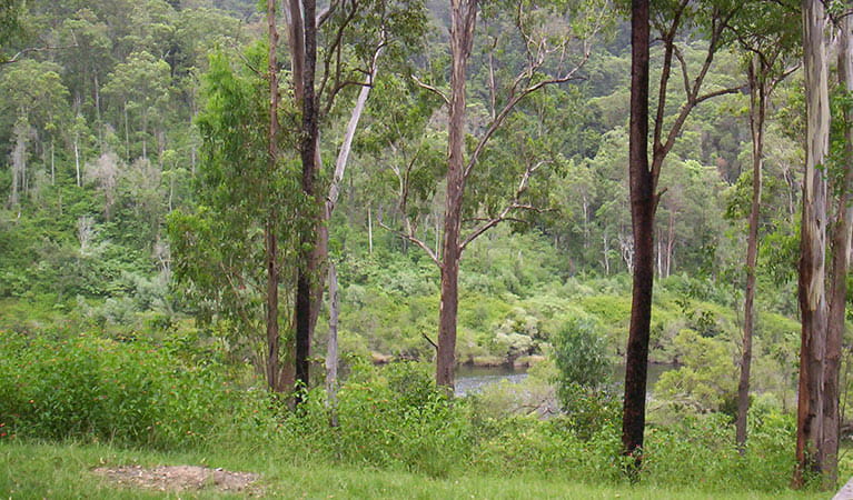 River campground, Nymboida National Park. Photo: D Redman