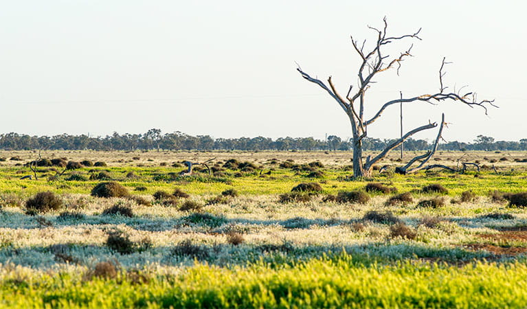 Grasslands in Oolambeyan National Park. Photo: John Spencer