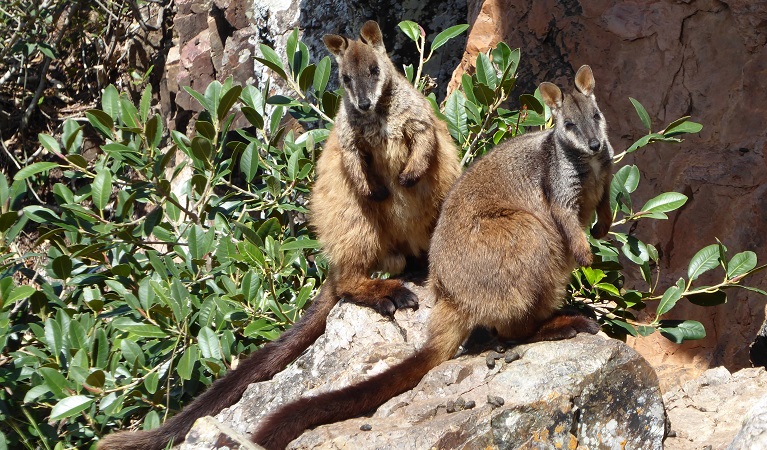 two brush tailed rock wallabies sitting on a rock. Photo: Piers Thomas/OEH