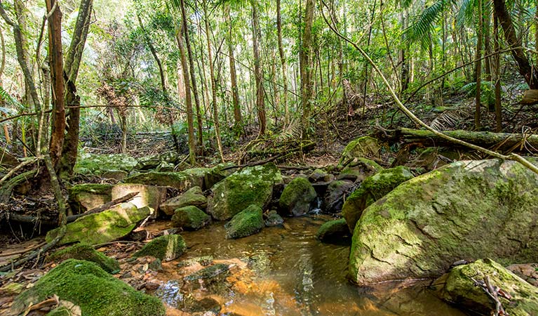 Ourimbah Creek, Palm Grove Nature Reserve. Photo: John Spencer