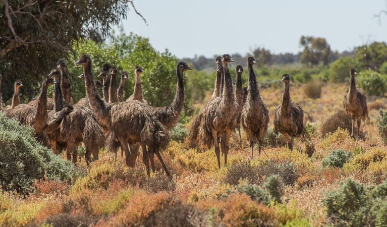 A mob of emus (Dromaius novaehollandiae) in Paroo Darling National Park. Photo: John Spencer