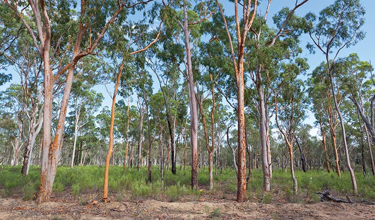 A forest view in Pilliga Nature Reserve. Photo: Rob Cleary