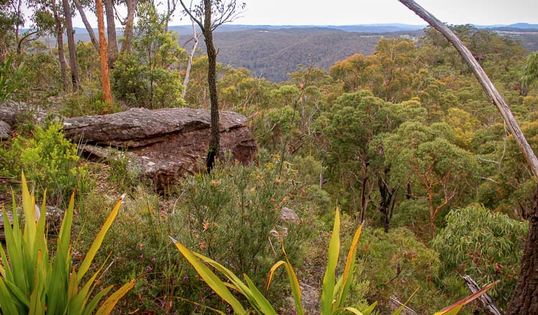 Rocky outcrop in the forest, Popran National Park. Photo: John Yurasek