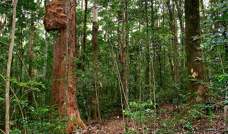 Culmaran loop, Richmond Range National Park. Photo: J Atkins