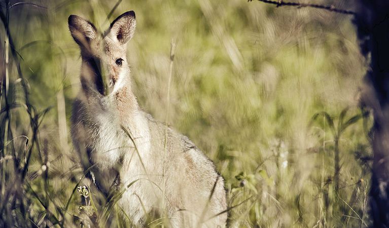 Red-necked wallaby (Macropus rufogriseus), Richmond Range National Park. Photo: T Worden