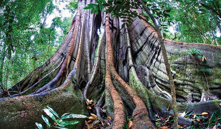 Within the rainforest canopy, Richmond Range National Park. Photo: OEH