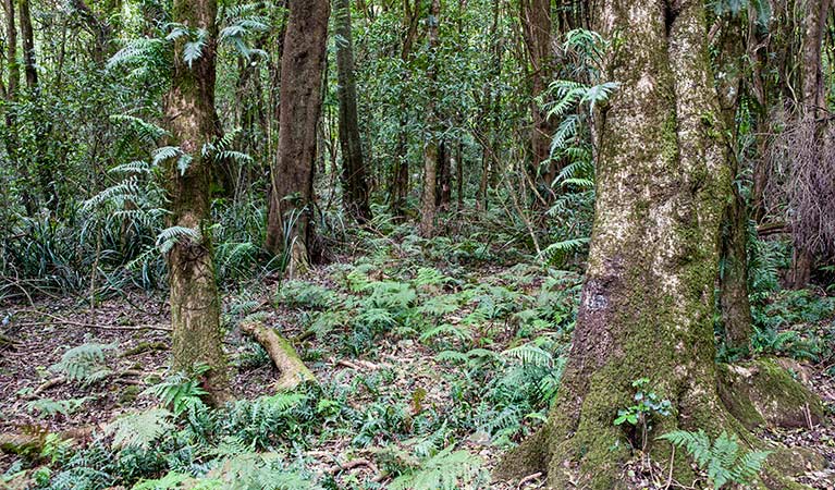Rainforest walking track, Robertson Nature Reserve. Photo: Michael Van Ewijk