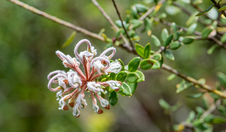 A flower blooming,  Royal National Park. Photo: John Spencer