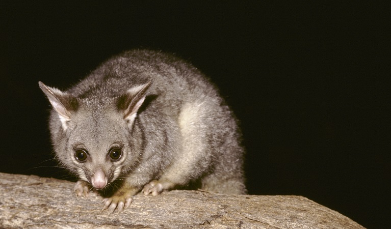 Brush tail possum (Trichosurus vulpecula), Sea Acres National Park. Photo: Ken Stepnell/OEH