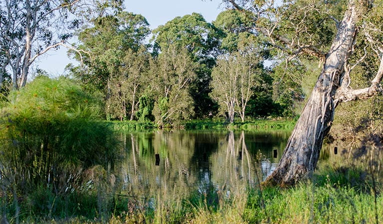 Trees on the bank of the swamp,  Seaham Swamp Nature Reserve. Photo: John Spencer