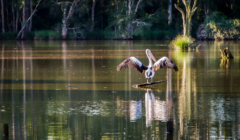 Pelicans (Pelecanus), Seaham Swamp Nature Reserve. Photo: John Spencer
