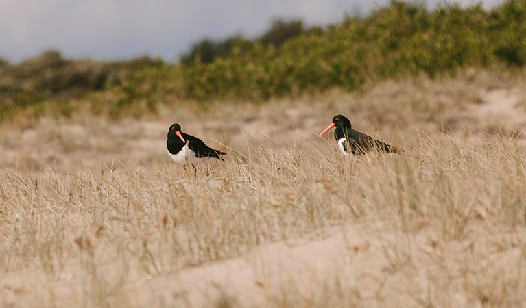 Pied oystercatcher (Haematopus longirostris), Seven Mile Beach National Park. Photo: David Finnegan