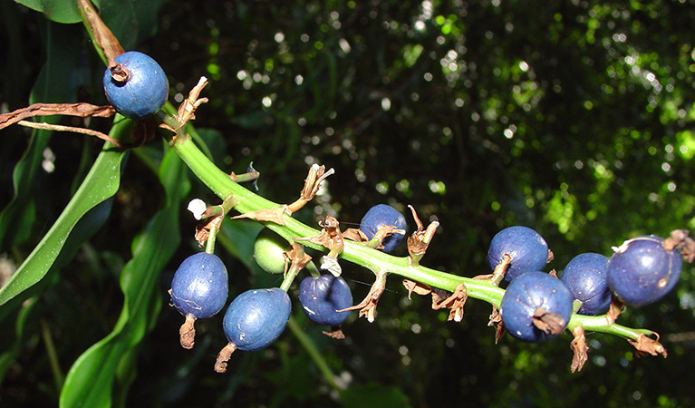 Native ginger, Sherwood Nature Reserve. Photo: L Rees