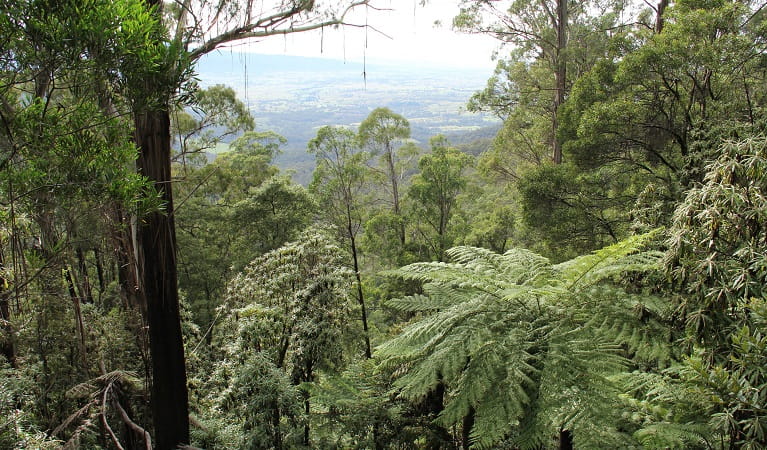 View from Pipers lookout, South East Forest National Park. Photo: John Yurasek/OEH