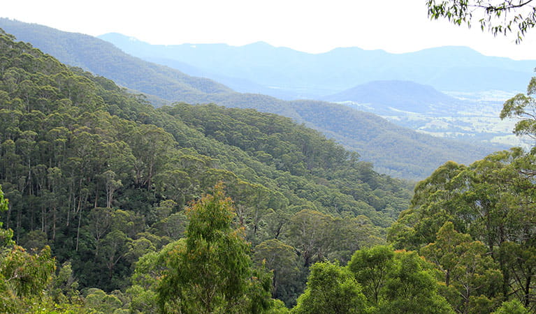 The mountains of South East Forest National Park. Photo credit: John Yurasek &copy; DPIE