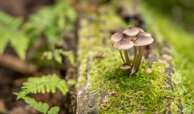 Small mushrooms,  South East Forest National Park Photo credit: John Spencer &copy; DPIE