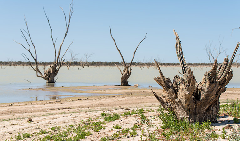 Sturt's Tree walk, Sturt National Park. Photo: John Spencer