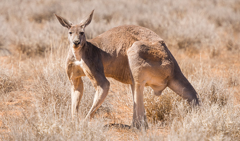 Red kangaroo (Macropus rufus), Sturt National Park. Photo: John Spencer