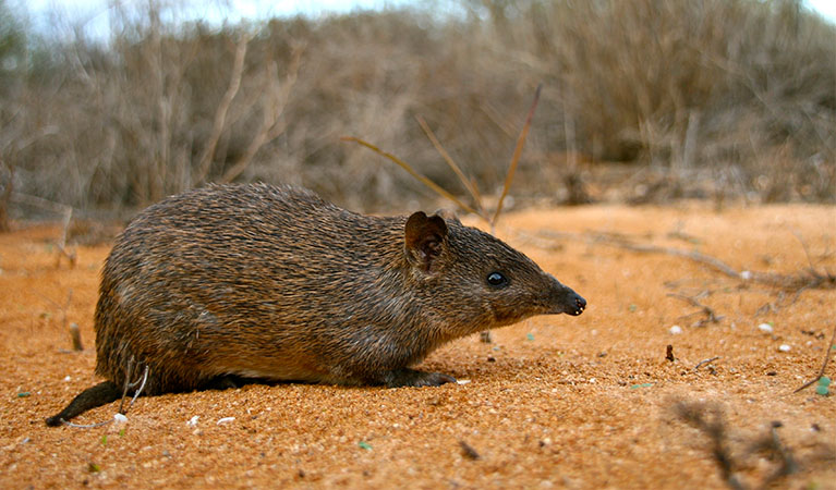 A golden bandicoot. Photo: Judy Dunlop &copy; DPE