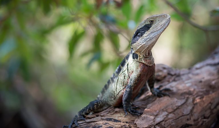 Water dragon (Physignathus lesueurii), Sydney Harbour National Park. Photo: John Spencer