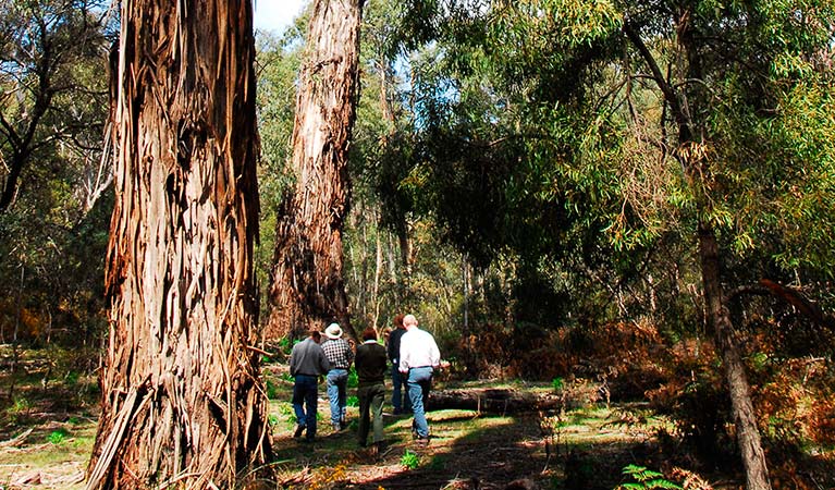 People in the forest, Tallaganda National Park. Photo: Stuart Cohen