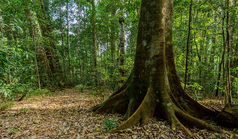 Mountain Brush circuit, Tapin Tops National Park. Photo: John Spencer