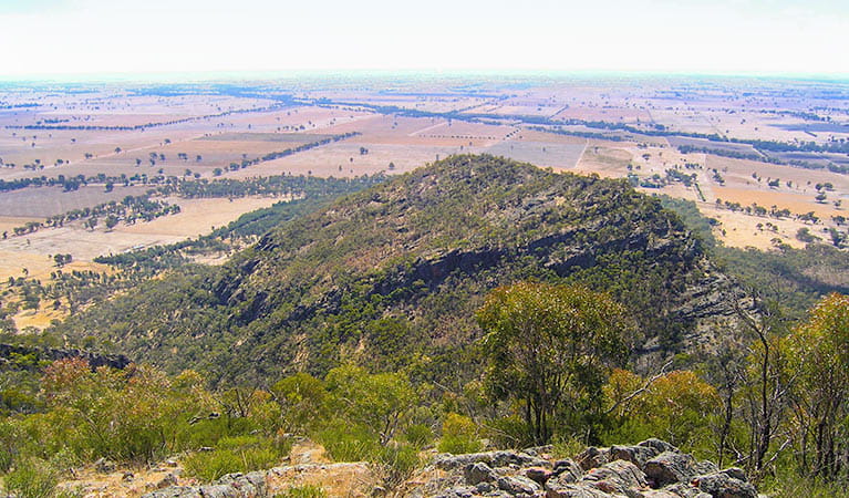 View along the range, The Rock Nature Reserve.. Photo: C Killick