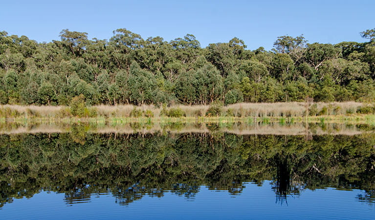 Reflections in the lake, Thirlmere Lakes National Park. Photo: John Spencer