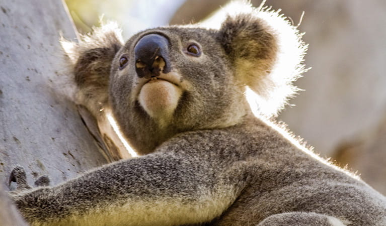 Koala (Phascolarctos cinereus), Tomaree National Park. Photo: John Turbil
