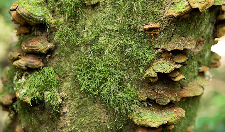 Mosses,  Tooloom National Park. Photo: David Young